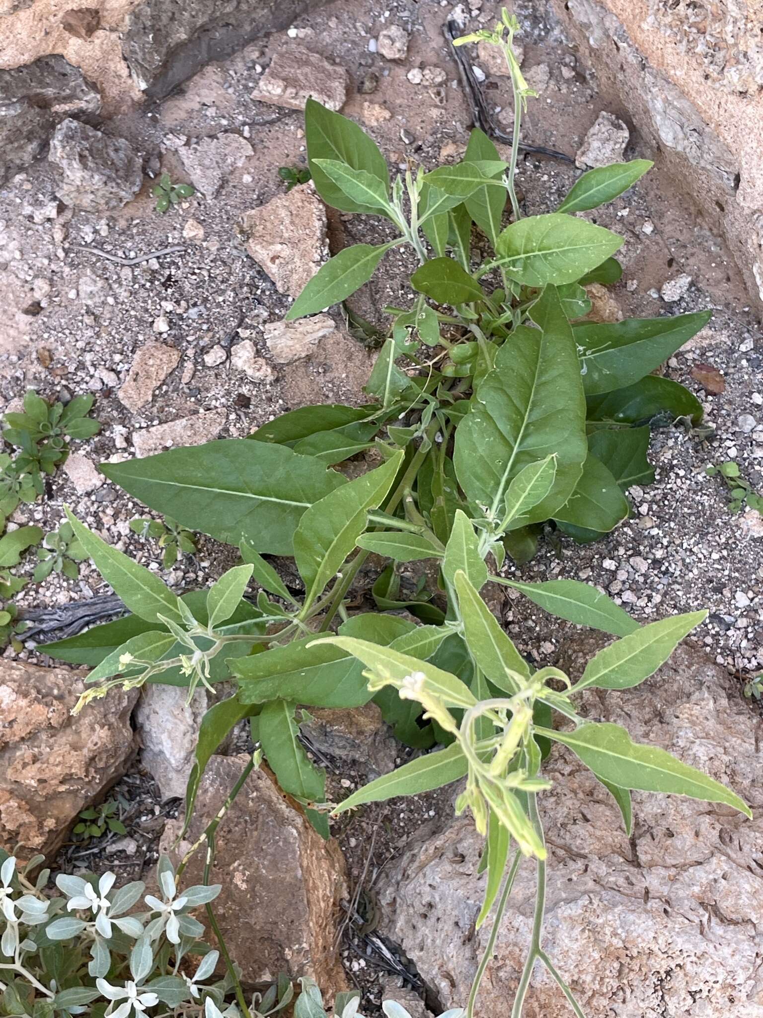 Image of velvet tobacco