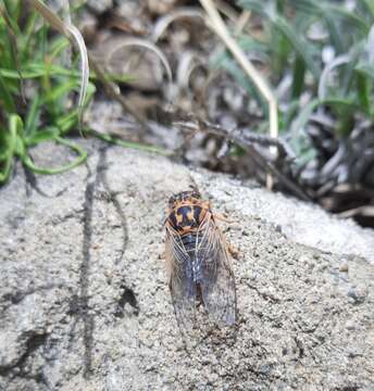 Image of Cicadatra hyalina (Fabricius 1798)