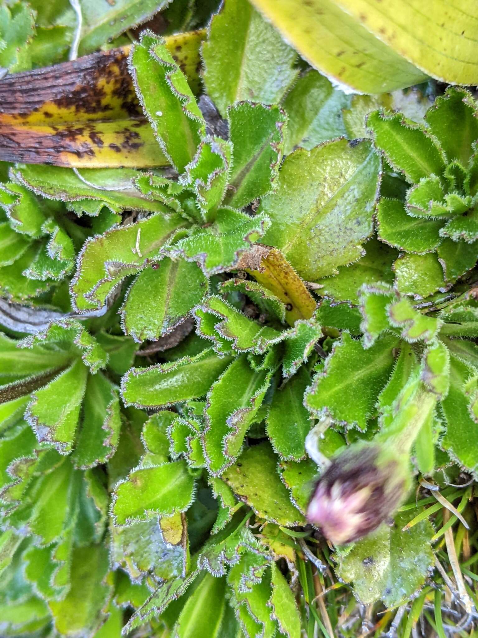 Image of Pappochroma gunnii (Hook. fil.) G. L. Nesom