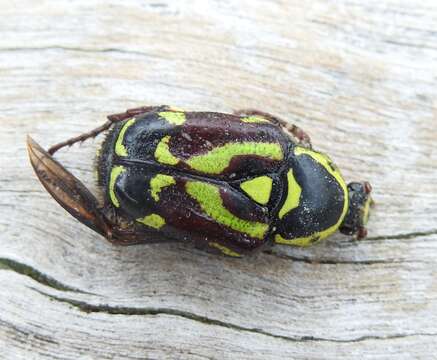 Image of Chlorobapta frontalis (Donovan 1805)