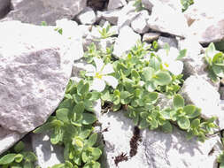 Image of Broad-leaved Mouse Ear