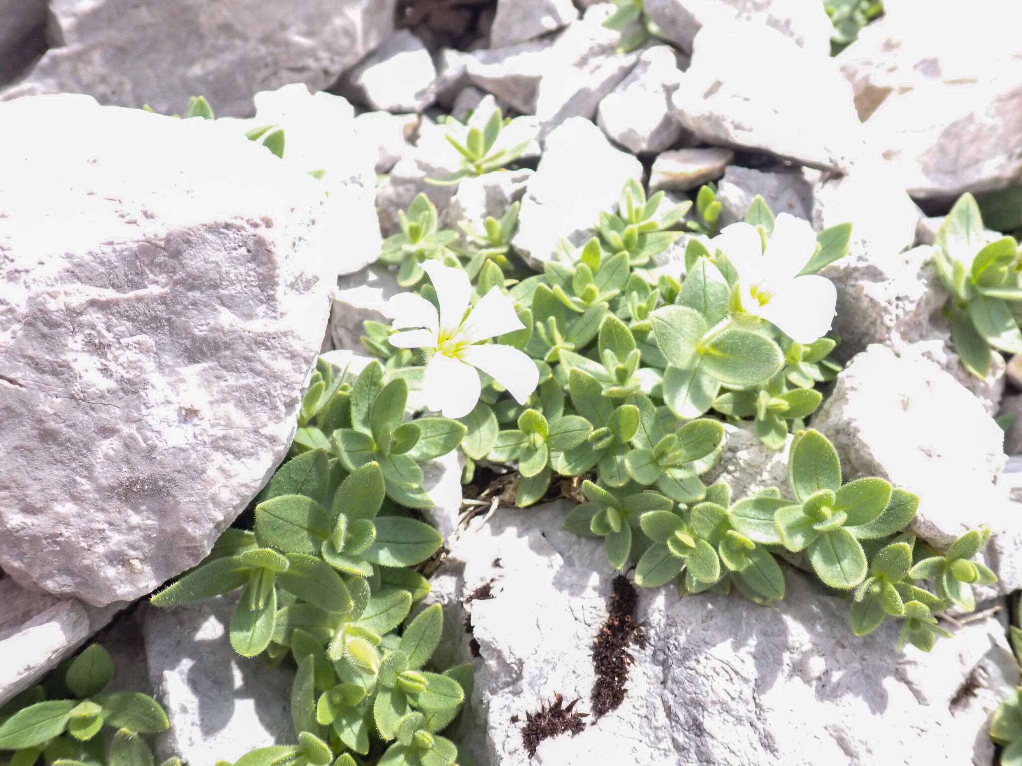 صورة Cerastium latifolium L.