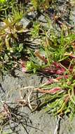 Image of Calandrinia compressa Schrad. ex DC.