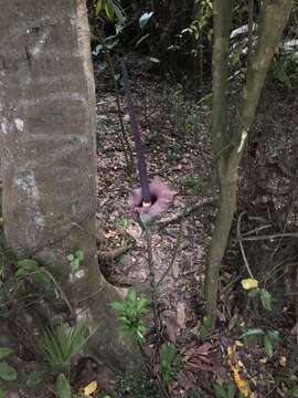 Image of Amorphophallus hirtus N. E. Br.