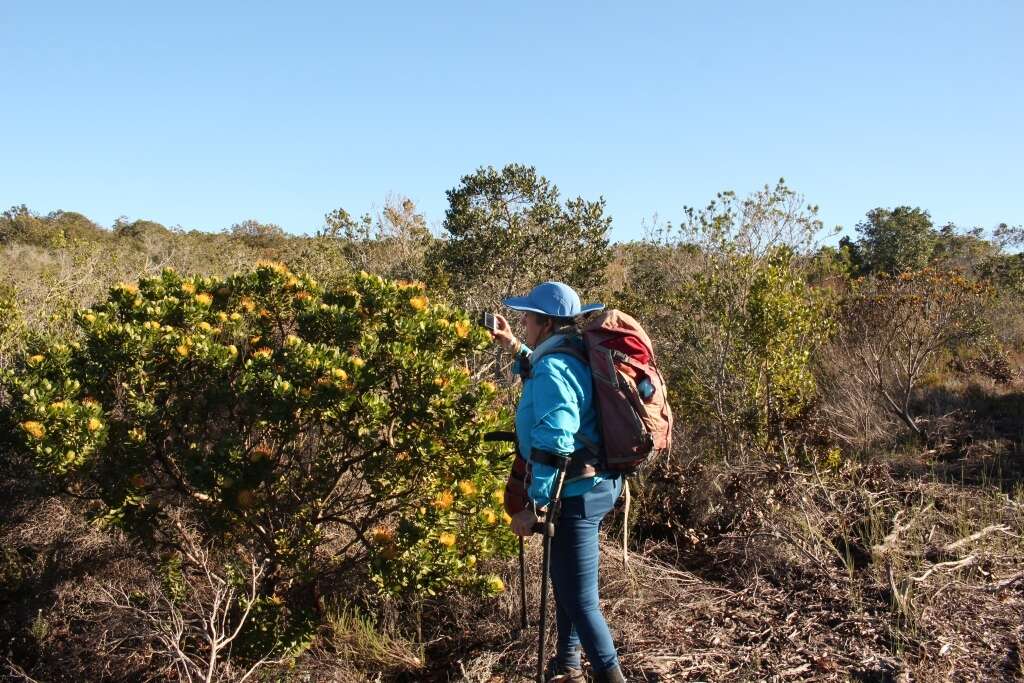 Image of Leucospermum praecox Rourke