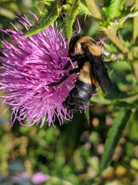 Слика од Bombus fraternus (Smith 1854)