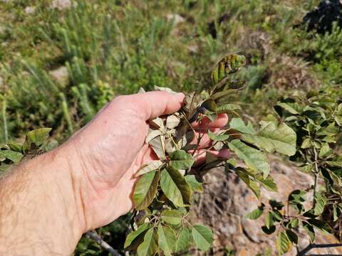 Image de Handroanthus pulcherrimus (Sandwith) S. O. Grose