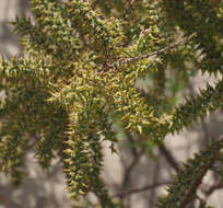 Image of four-stamen tamarisk