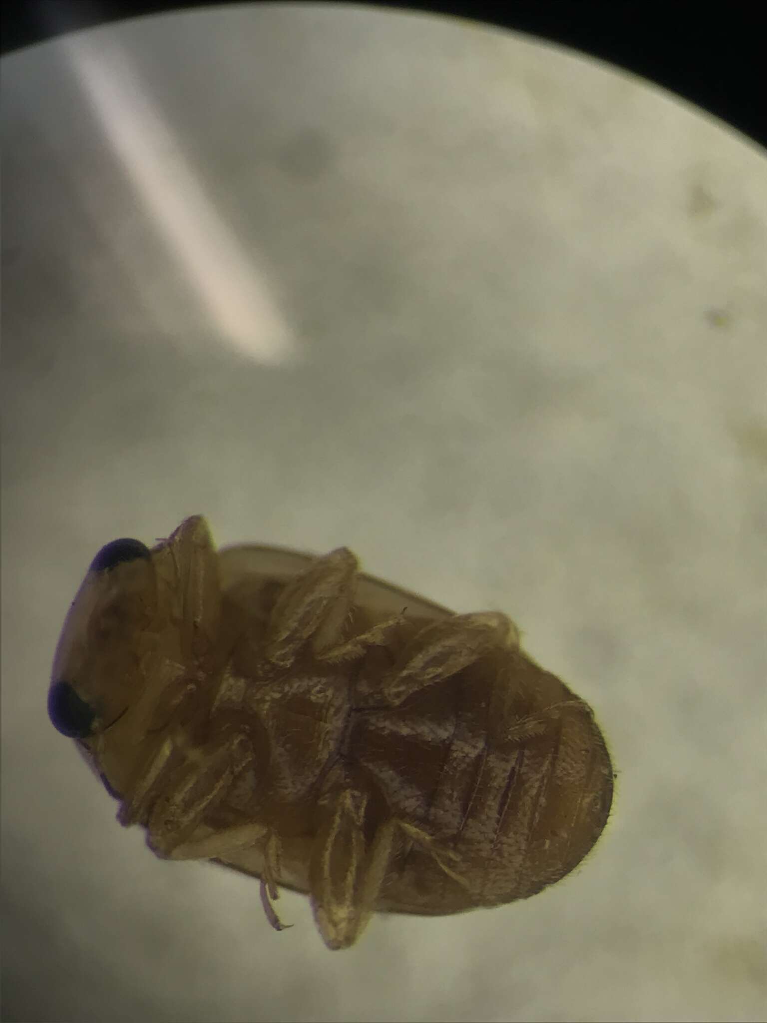 Sivun Hyperaspidius nanellus Gordon 1985 kuva