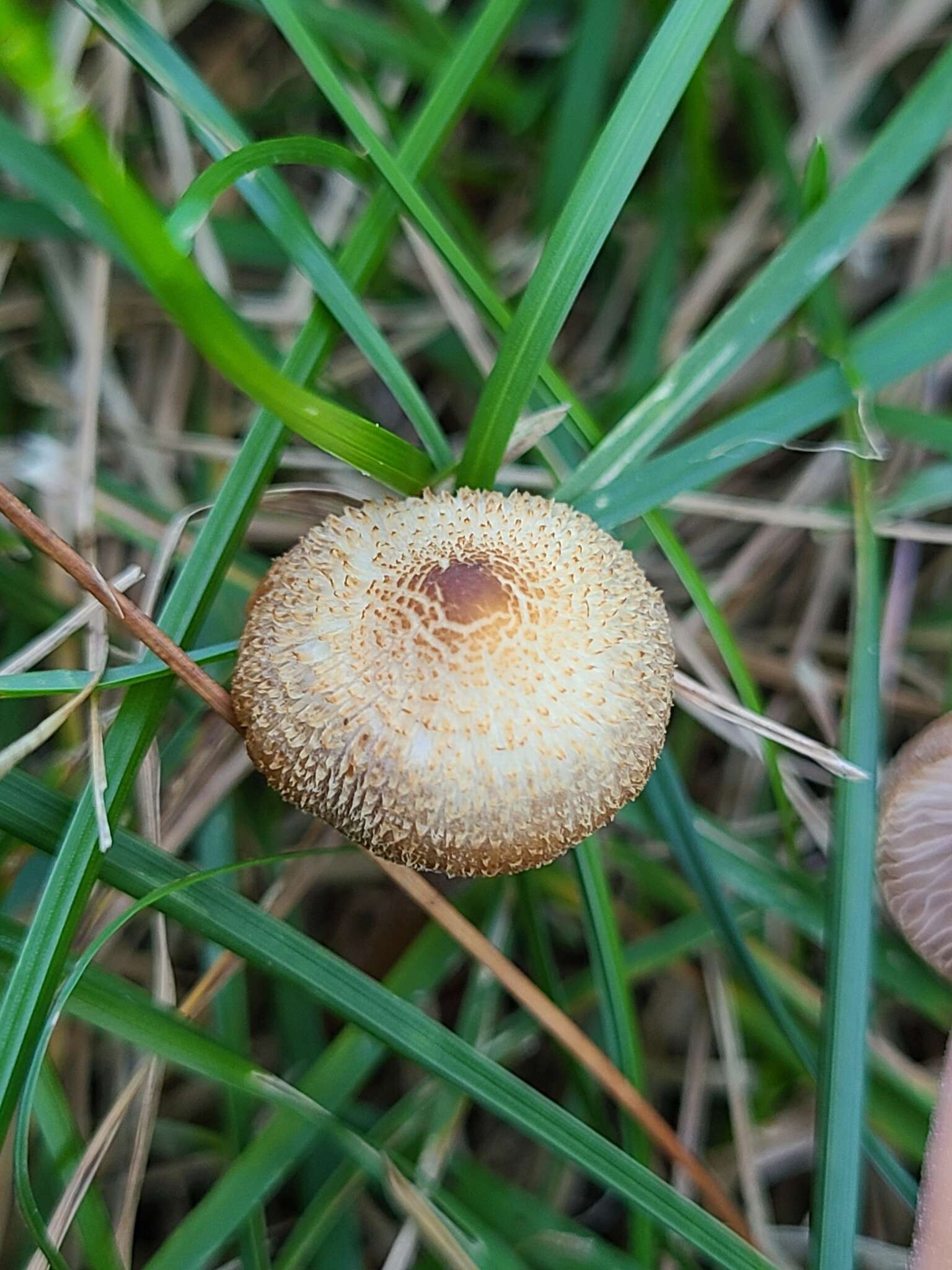 Image of Inocybe subfulva Peck 1888