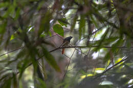 Philentoma pyrhoptera (Temminck 1836)的圖片