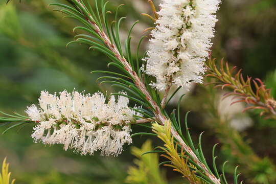 Sivun Melaleuca armillaris subsp. armillaris kuva