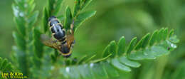 Image of Campsomeriella annulata (Fabricius 1793)