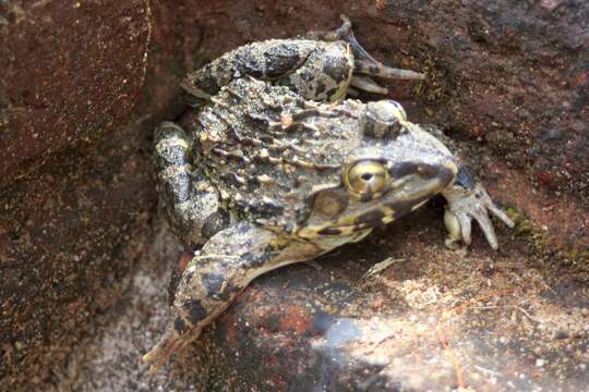 Image of Jerdon's Bullfrog