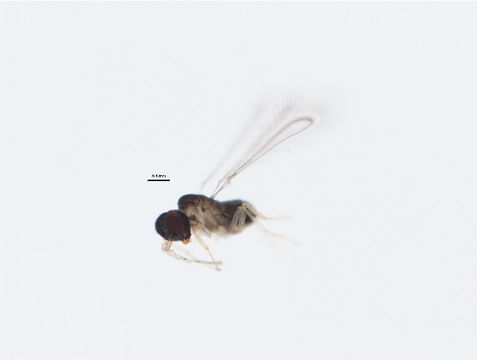 Image of Alaptus