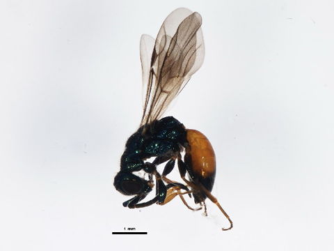 Image of <i>Cleptes semiauratus</i> (Linnaeus 1761) Linnaeus 1761