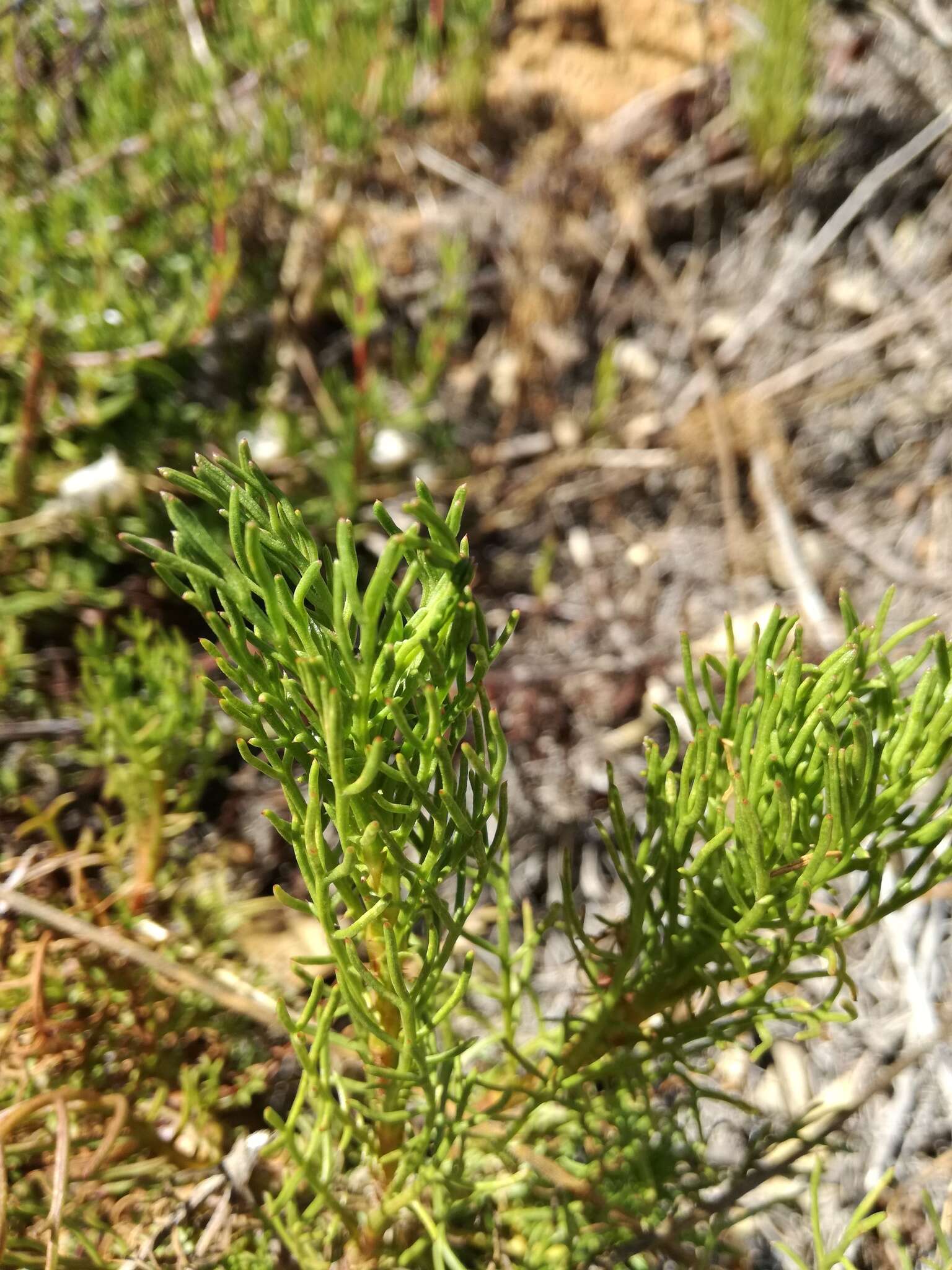 Ursinia paleacea (L.) Moench resmi