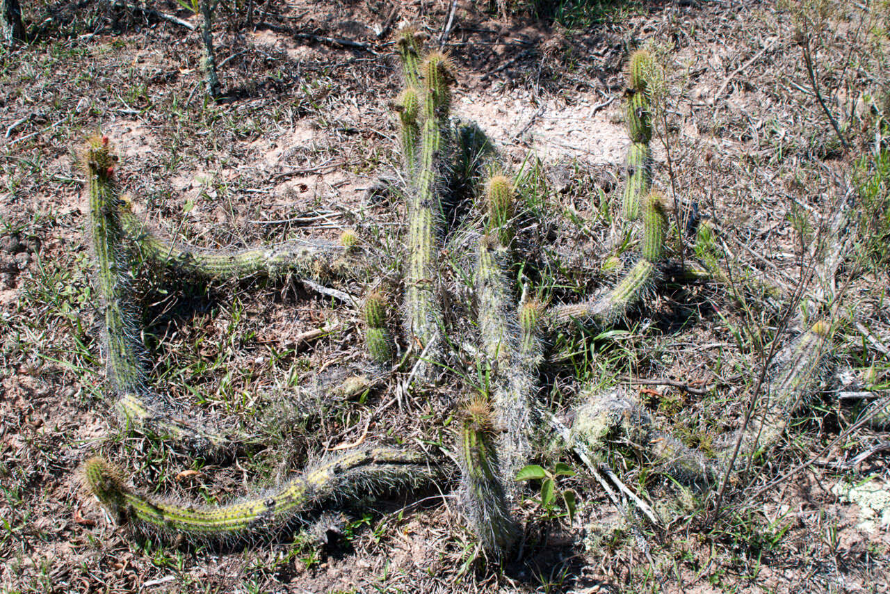 Image of Cleistocactus samaipatanus (Cárdenas) D. R. Hunt