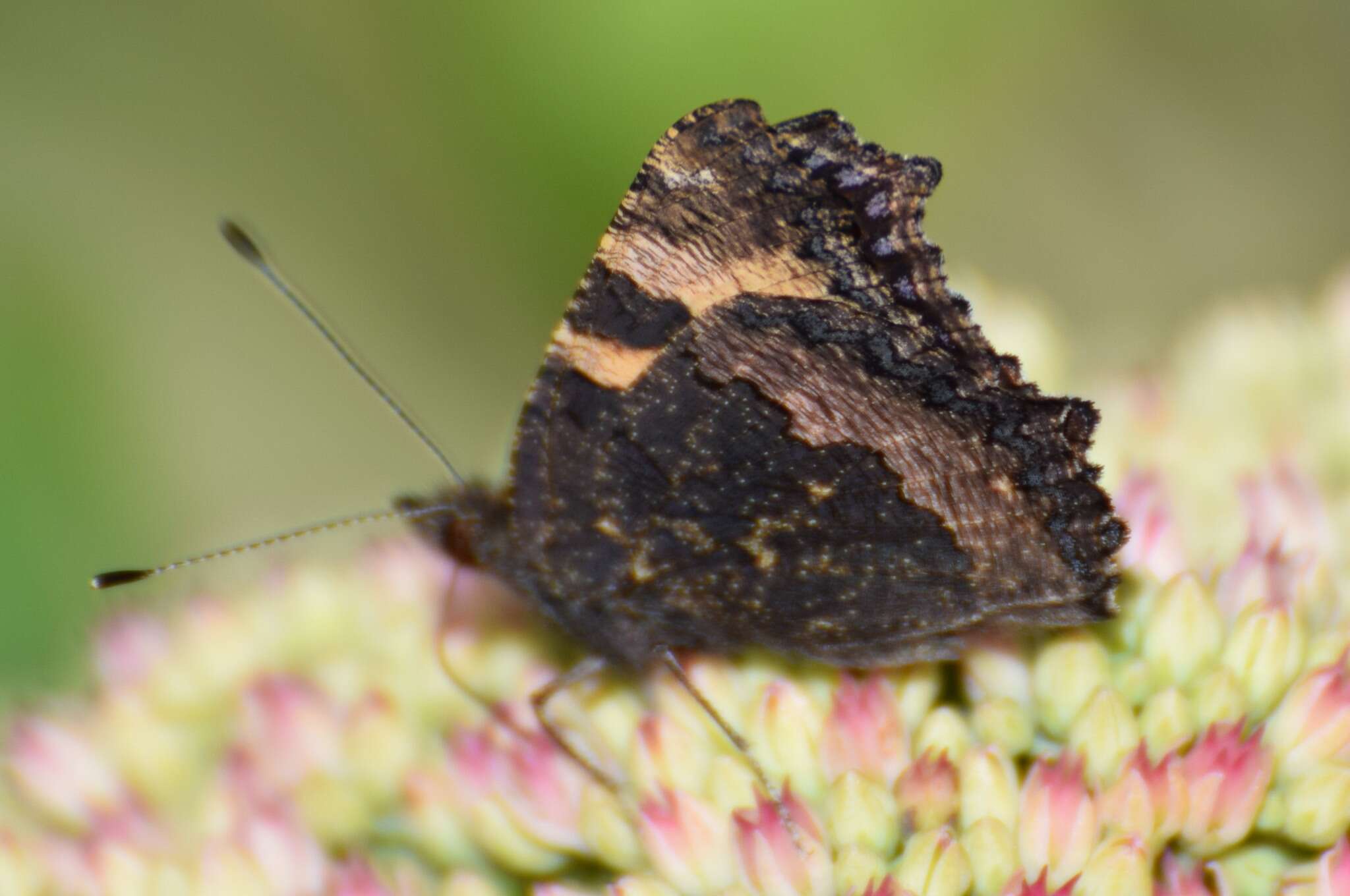 Imagem de Aglais urticae Linnaeus 1758