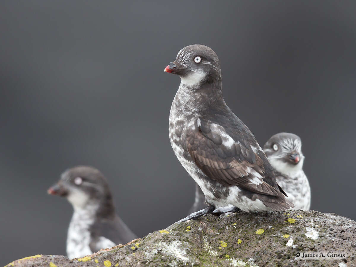 Image of Least Auklet