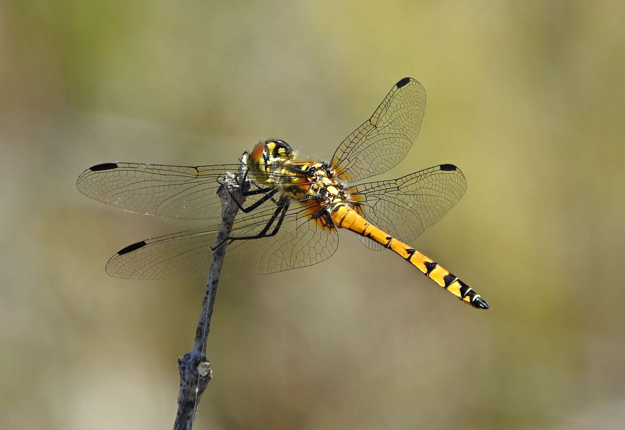 Austrothemis Ris 1909 resmi