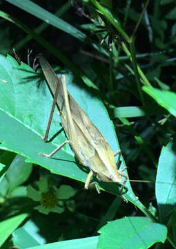 Image of Broad-tipped Conehead