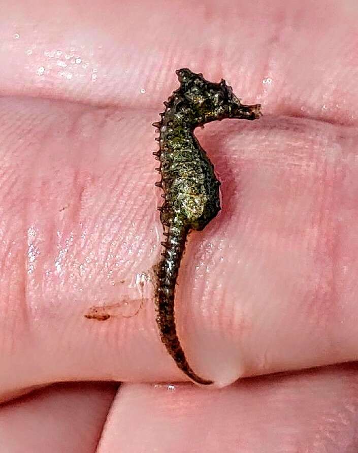 Image of Dwarf Seahorse