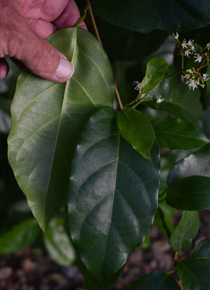 Image of Ichnocarpus