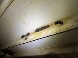 Image of Cave Myotis