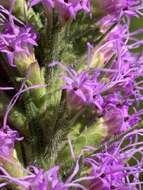 Image of prairie blazing star