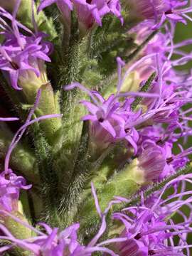 Image de Liatris pycnostachya var. lasiophylla Shinners