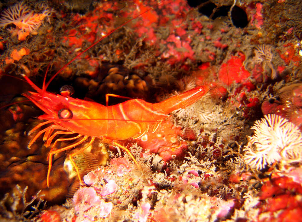 Слика од Cinetorhynchus concolor (Okuno 1994)