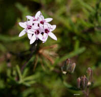 Image of Stevia satureifolia (Lam.) Lam.