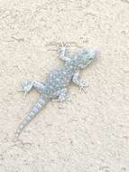 Image of Israeli Fan-fingered Gecko