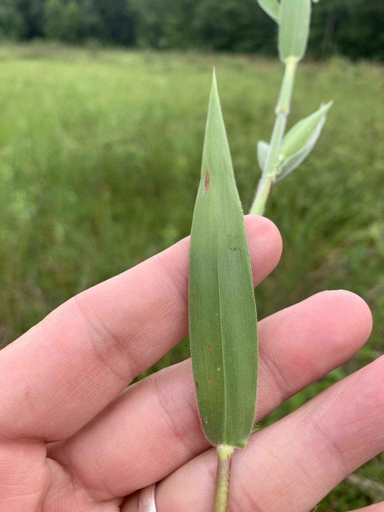 Image of Broom Rosette Grass