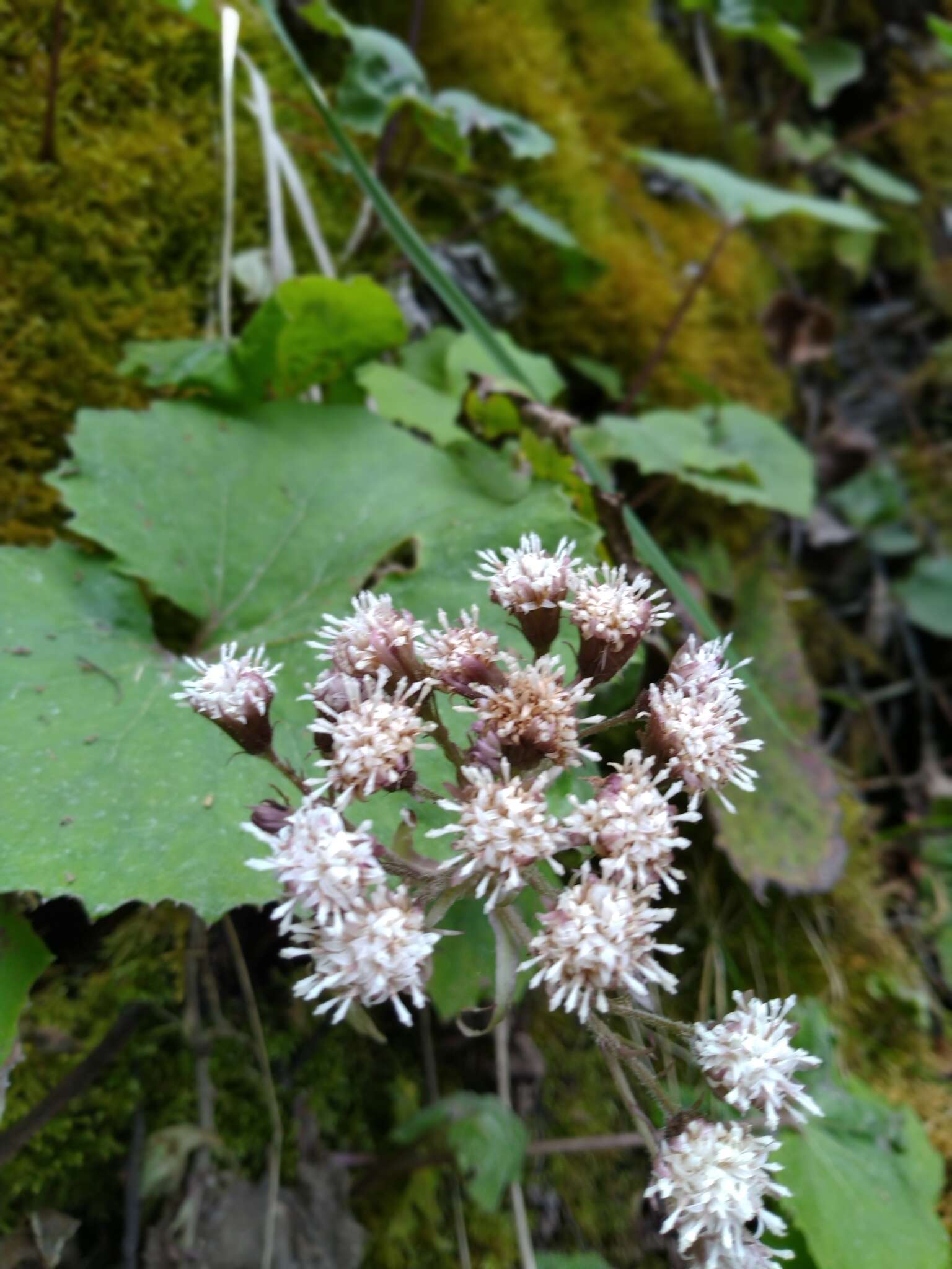 Image of Petasites formosanus Kitam.