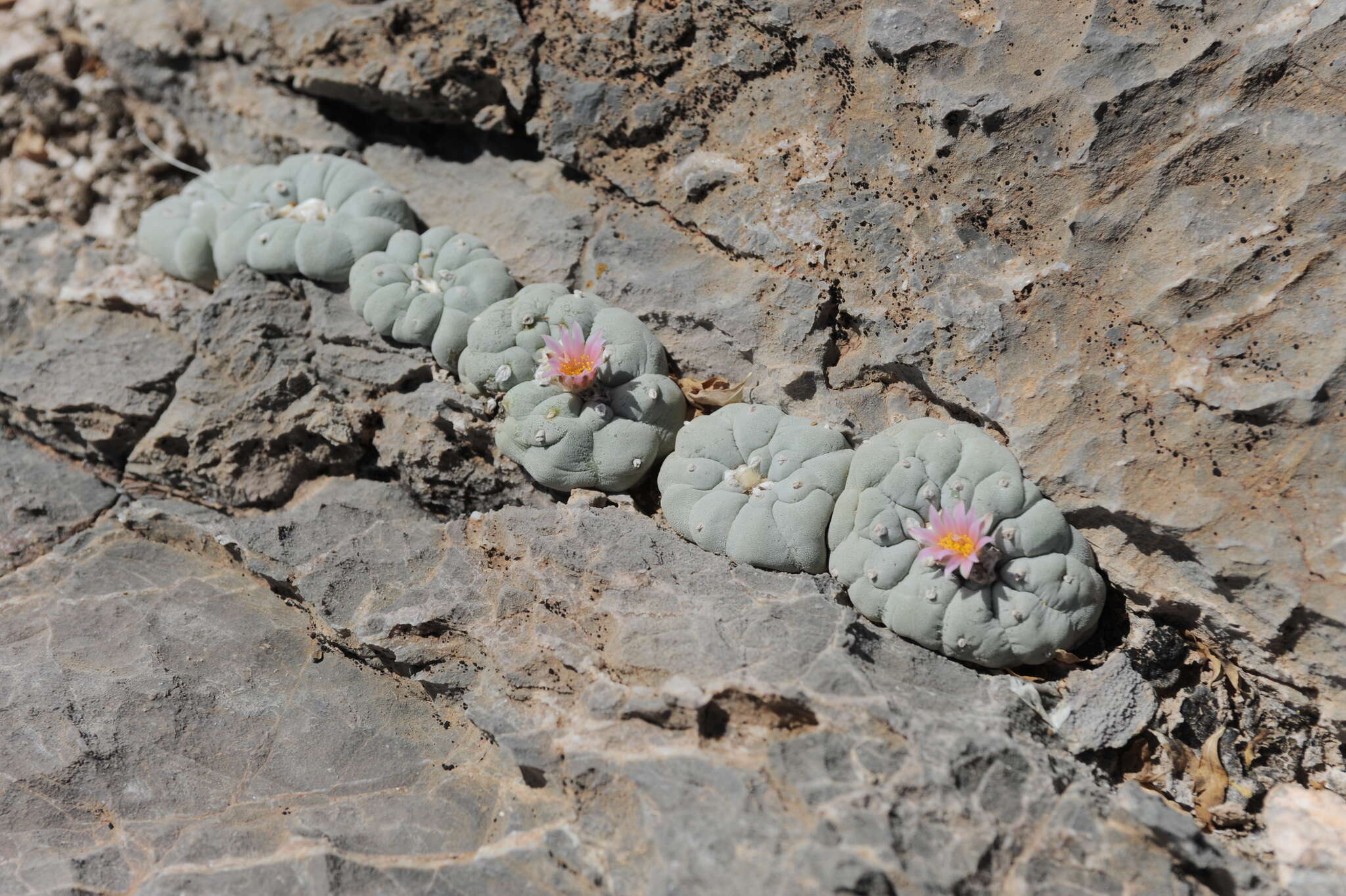 Image of Lophophora fricii Haberm.