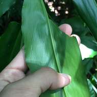 Слика од Alpinia flabellata Ridl.