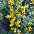 Слика од Thermopsis californica var. californica