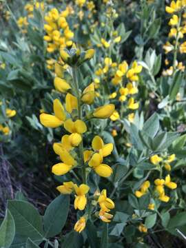 Слика од Thermopsis californica var. californica