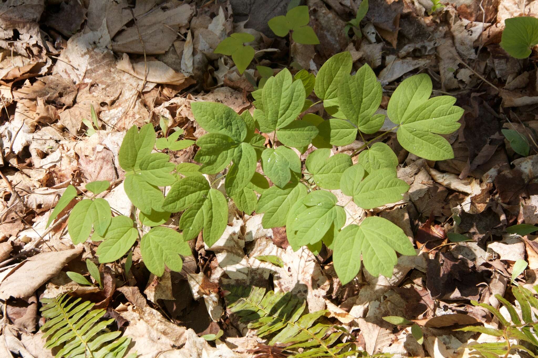 Image de Caulophyllum thalictroides (L.) Michx.