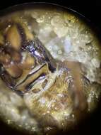 صورة Hydropsyche (Hydropsyche) pellucidula (Curtis 1834)