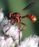 Sivun Physoconops fronto (Williston 1885) kuva