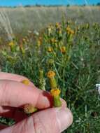 Senecio macrocarpus F. Müll. ex R. O. Belcher resmi