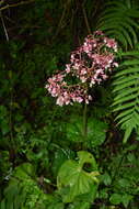 Image of Begonia xilitlensis Burt-Utley