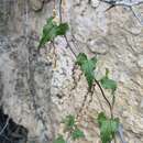 Image of Dioscorea orientalis (J. Thiébaut) Caddick & Wilkin