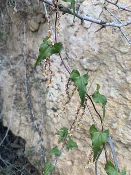 Dioscorea orientalis (J. Thiébaut) Caddick & Wilkin的圖片