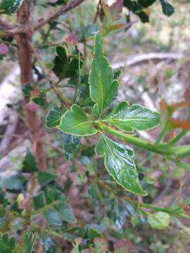 Imagem de Phyllocladus aspleniifolius (Labill.) Hook. fil.