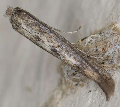 Image of convolvulus leafminer