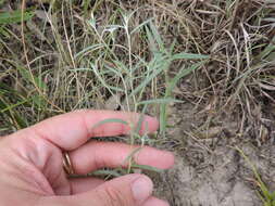 Image of pasture heliotrope